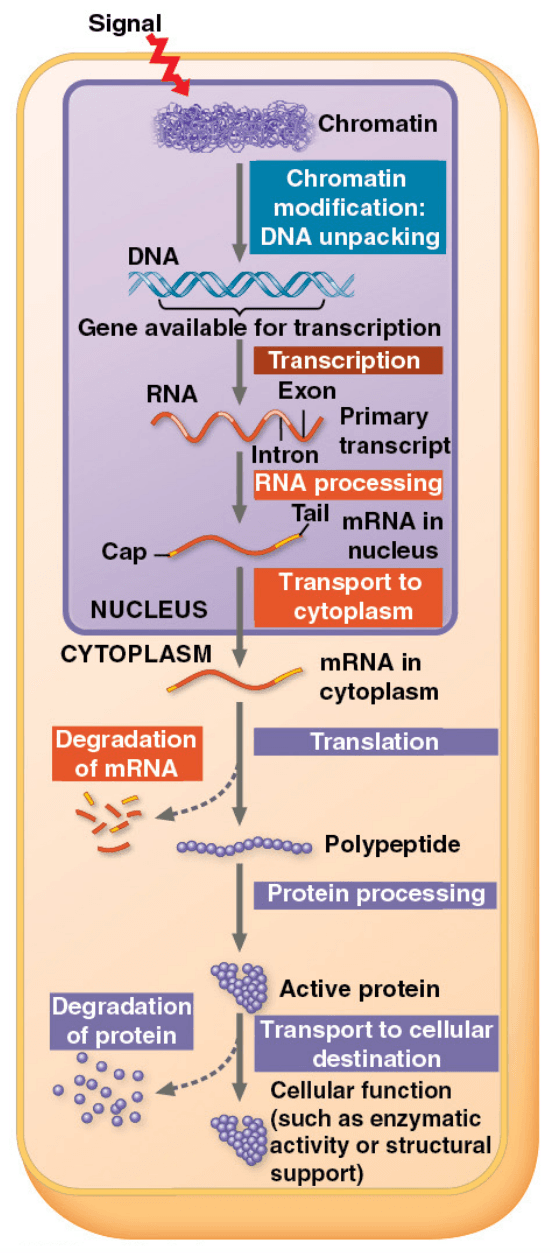 Central Dogma Diagram